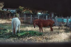 vita och bruna hästar vilar under en solig dag foto