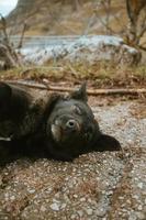 svart söt hund vilar på vägen foto