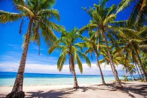 tropisk strand med vackra palmer och vit sand, Filippinerna foto