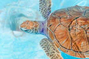 hav sköldpaddor ser från de vatten i de boka foto