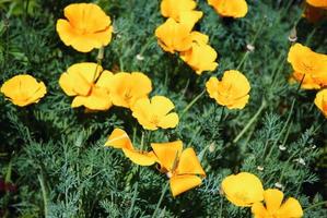 kalifornisk vallmo eschscholzia californica orange blommor blomning i trädgård foto