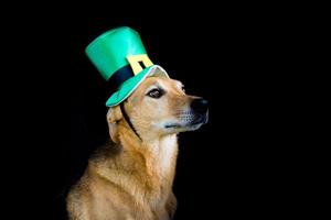 porträtt av en blandras hund med st patricks dag hatt foto