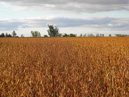 fält landskap med mogna sojaböna plantage foto