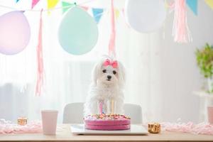 söt hund med rosett och födelsedag kaka foto