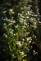 scen med vild gräs på en Sol ljus foto