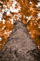 brun trädstam foto