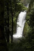 vattenfall i en skog foto
