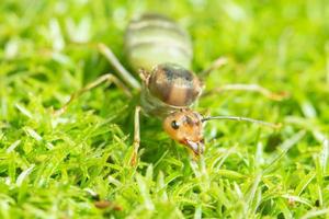 grön myra i gräset foto