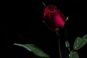 vackra röda rosor på svart bakgrund foto