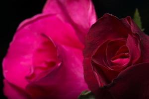 vackra röda rosor, närbild foto