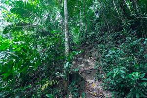 frodig tropisk skogsvegetation foto