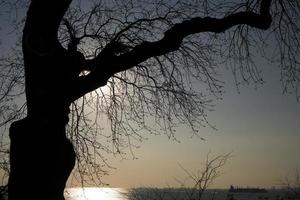 silhuett av ett träd vid solnedgången foto