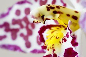 blomma orkidé foto