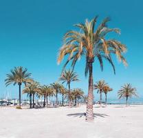 palmer på en strand foto