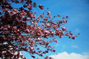 körsbärsblommor mot en blå himmel foto