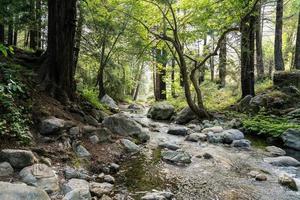 Creek i Big Sur foto