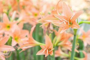 orange amaryllisblommor foto