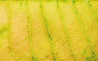 mönster av ett grönt blad foto