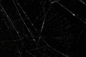 vattendroppar på spindelnätet, närbild foto