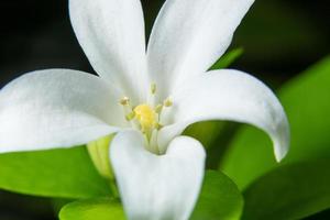 vit blomma närbild foto