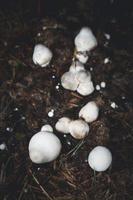 grupp av vita svampar foto