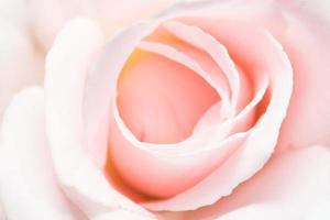 rosa ros närbild foto