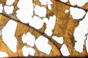 brun blad bakgrund foto