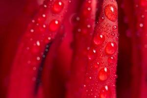 vattendroppar på röd lotus foto