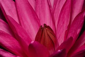 röd lotus närbild