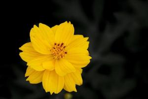 närbild gul kosmos blomma bakgrund. foto