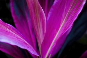 cordyline fruticosa närbild, natur detalj. foto