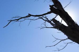 silhuett av ett träd mot en blå himmel foto