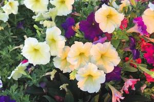 naturfoto är en petuniablomma. växt petunia blomma med blommande rosa kronblad. foto