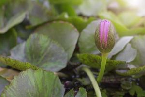 rosa lotusknopp foto