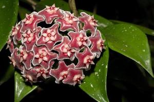 hoya blomma närbild foto