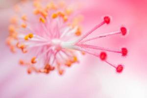 rosa blomma närbild foto