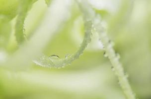 vattendroppar på blomblad foto