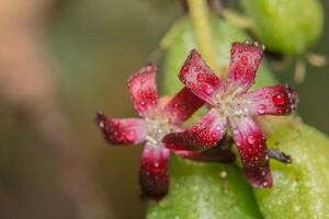 röd blomma närbild foto