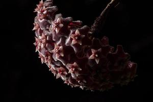 hoya blomma makro foto