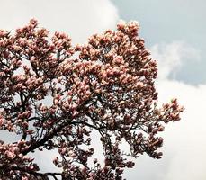 magnolia träd blomma. foto