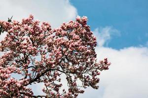 magnolia träd blomma. foto