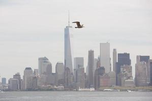 fiskmås flygande mot de bakgrund av manhattan foto