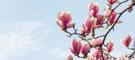 magnolia blommor i vår tid. foto