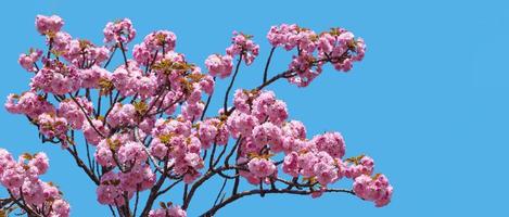 sakura. blommade japansk körsbär träd foto