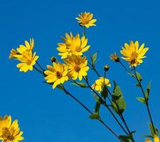 jerusalem kronärtskocka. helianthus tuberosus l. foto