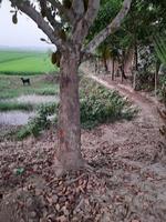 landskap med skön majsfild av de by av kushtia, Bangladesh, Asien foto