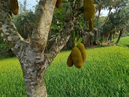 jackfrukter hängande på de träd. jackfrukter är de nationell frukt av Bangladesh, Asien. den är en säsong- sommar tid frukt. utsökt jackfrukter frukt växer på de träd foto