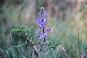 vild blommor i de blommig äng foto