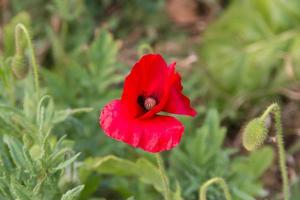 detalj av de röd vallmo floret i de vår foto