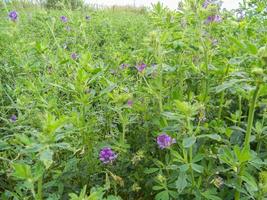 stänga upp grön blålusern plantage foto